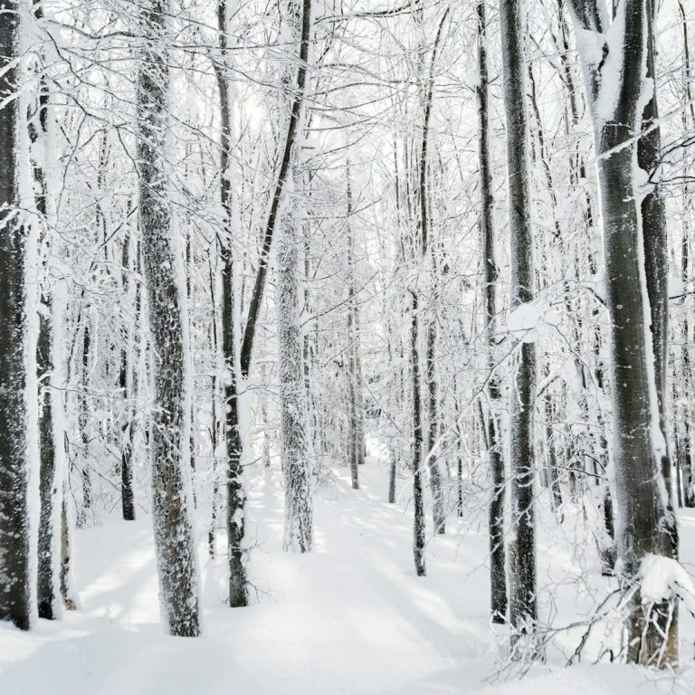 Bosque nevado con árboles cubiertos de nieve y un camino en el centro.